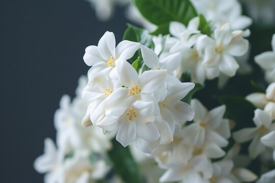 A cluster of white jasmine flowers releasing their sweet fragrance.