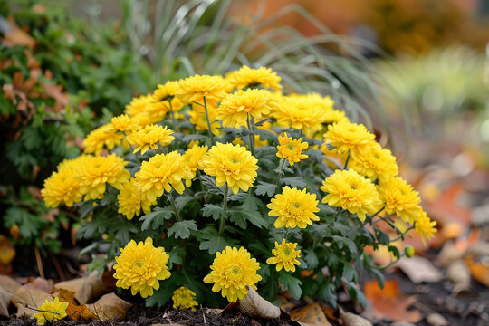 A cluster of yellow chrysanthemums in a garden bed.