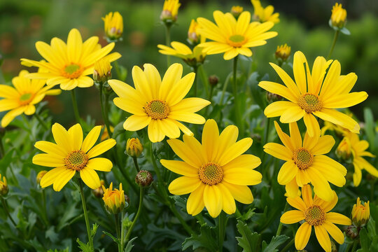 A cluster of yellow daisies radiating joy and cheerfulness.