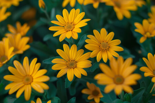 A cluster of yellow daisies radiating joy and cheerfulness.
