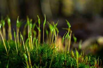 Wall Mural - Precious drops of water from the morning dew covering an isolated plant of Ceratodon purpureus that is growing on the rock, purple moss, Burned ground moss on the stone, warm colours closeup