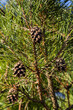 © Oleh Marchak - Close-up on a pretty pine cone hanging from its branch and surrounded by its green thorns. Pine cone, pine thorns, pine branch and blue sky