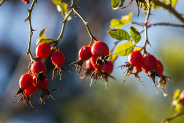 Wall Mural - Red rosehip berries on the branches. Romantic autumn still life with rosehip berries. Wrinkled berries of rosehip on a bush on late Fall. Hawthorn berries are tiny fruits that grow on trees