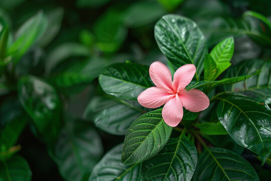 A delicate pink blossom delicately rests on a bed of green leaves.