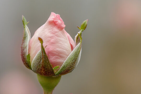 A delicate pink rosebud just beginning to open its petals.