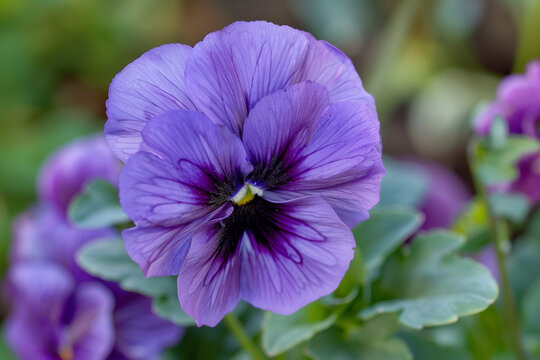 A delicate purple pansy with a dark center.