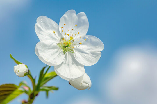 A delicate white cherry blossom against a bright blue sky.