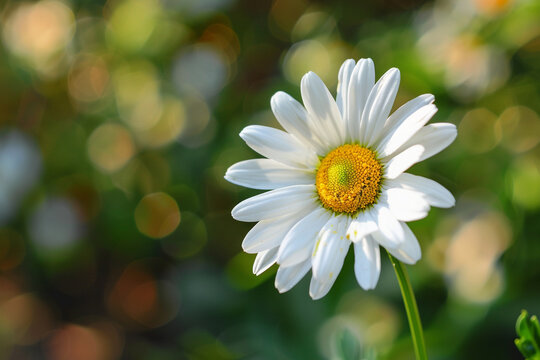 A delicate white daisy with yellow center against a blurred background.