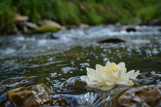 A dragon flower floating on a gentle stream, carried away by the current with grace and elegance.