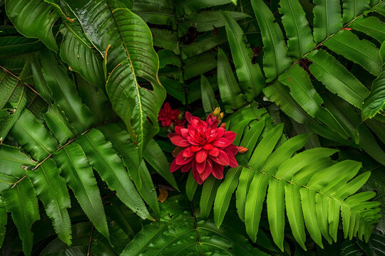 A dragon flower nestled among the leaves of a giant fern, creating a lush and tropical scene.
