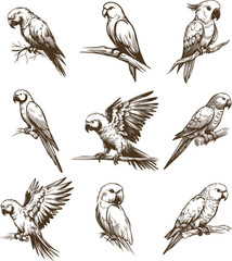 Wall Mural - parrot sitting on a branch collection of vector monochrome sketch drawings on a white background