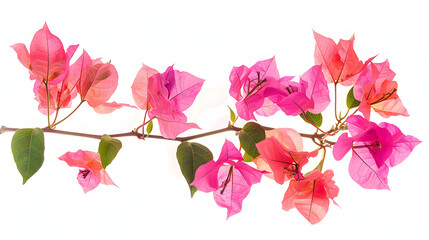 Wall Mural - Blooming branch, flowers and inflorescence of bougainvillea isolated on white background. Element for design close-up.