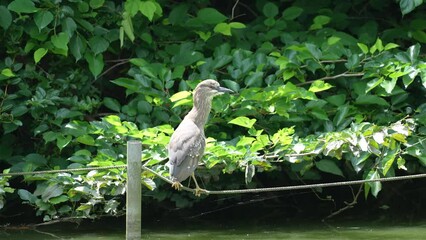 Wall Mural - young black crowned night heron in a pond