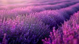 Fototapeta Lawenda - Vibrant and colorful lavender field at sunset. Showcasing the beautiful purple flowers in full bloom in the serene and tranquil rural agricultural landscape