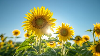 Wall Mural - Closeup photo highlighting brilliant sunflowers in full bloom, set against a vivid blue sky on a bright, sunny day