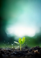 Canvas Print - Photo of water drop on newly planted sprout, close up shoot.