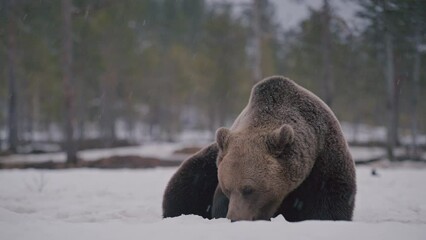 Wall Mural - Big female brown bear is lying down in the snow in winter forest in Finland near Russian border