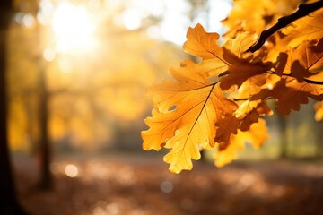 Wall Mural - photo of oak tree leaves in autumn. Sunny golden background.