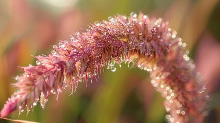 Wall Mural - Macro shot of a grass flower with water droplets