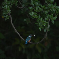 Canvas Print - common kingfisher in a forest