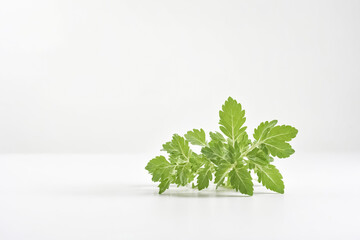 Sticker - Green Leaves on White Background