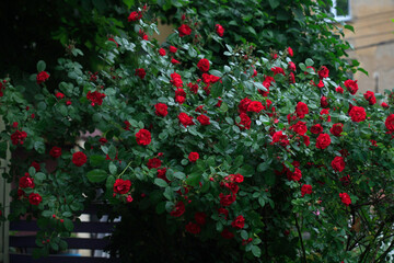 Canvas Print - Colorful roses in spring garden