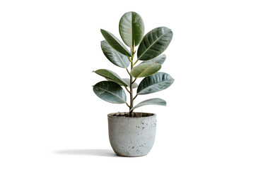 Rubber Plant in Concrete Pot on Transparent Background