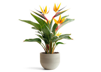 Wall Mural - Bird of Paradise Plant in Pot on Transparent Background