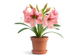 Amaryllis plant in a pot with blooming flowers
