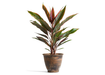 Plant in a Pot - Cordyline on Transparent Background