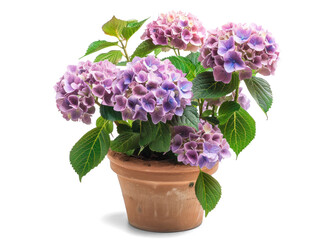 Wall Mural - Plant in a Pot - Blooming Purple Hydrangea