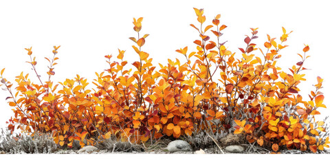 Wall Mural - Bush with Orange Leaves on Transparent Background