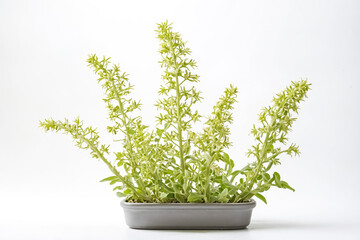 Poster - Green plant in a pot on a white background