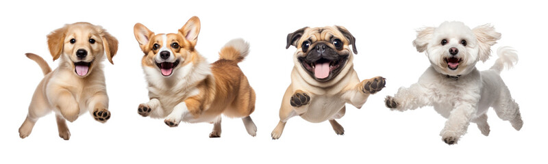 Wall Mural - Jumping dogs png on transparent background