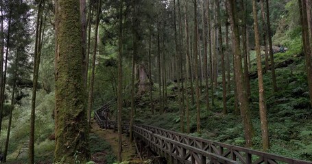 Wall Mural - beautiful walking trail along with pine trees in forest at alishan national forest recreation area o