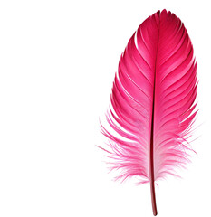 Wall Mural - pink feather isolated on
on white