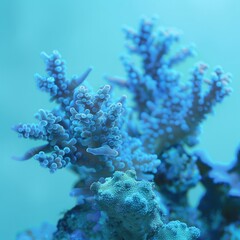 sea ​​and ocean corals.