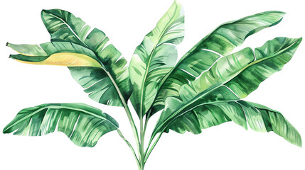 The image shows a lush green banana tree with large leaves. The leaves are a deep green color and have a glossy sheen. The tree is growing in a tropical setting.