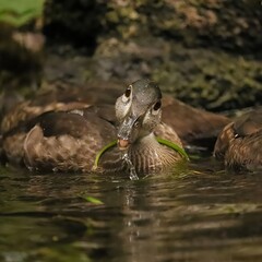 Wall Mural - Darling Wood Duck Duckling Silver Springs State Park Ocala Marion County Florida