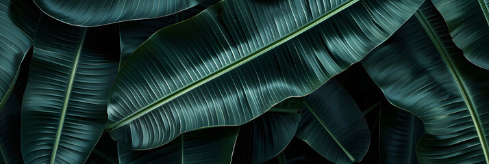 tropical banana leaf details