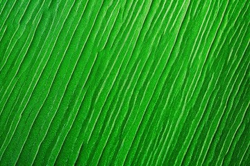 Wall Mural - green leaf texture