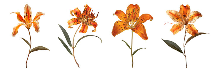 Wall Mural - Real Pressed tiger lilly flowers  set