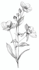 Wall Mural - a black and white drawing of a flower