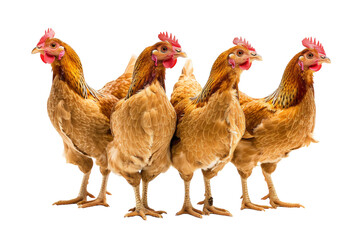 Farmyard Chickens Isolated on Transparent Background