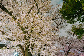 Canvas Print - tree blossom