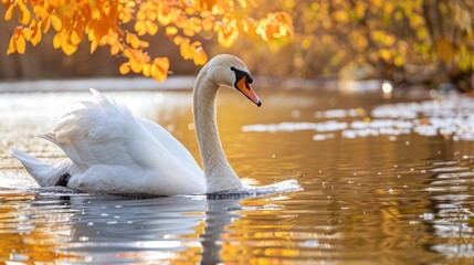 Poster - A swan is swimming in the pond