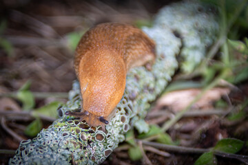 slug on a branch