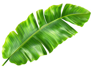 Wall Mural - Banana Leaf Die Cut PNG Style Isolated on White and Transparent Background