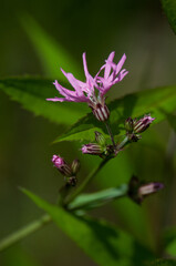 Ragged Robin (Lychnis flos-cuculi) growing in New York