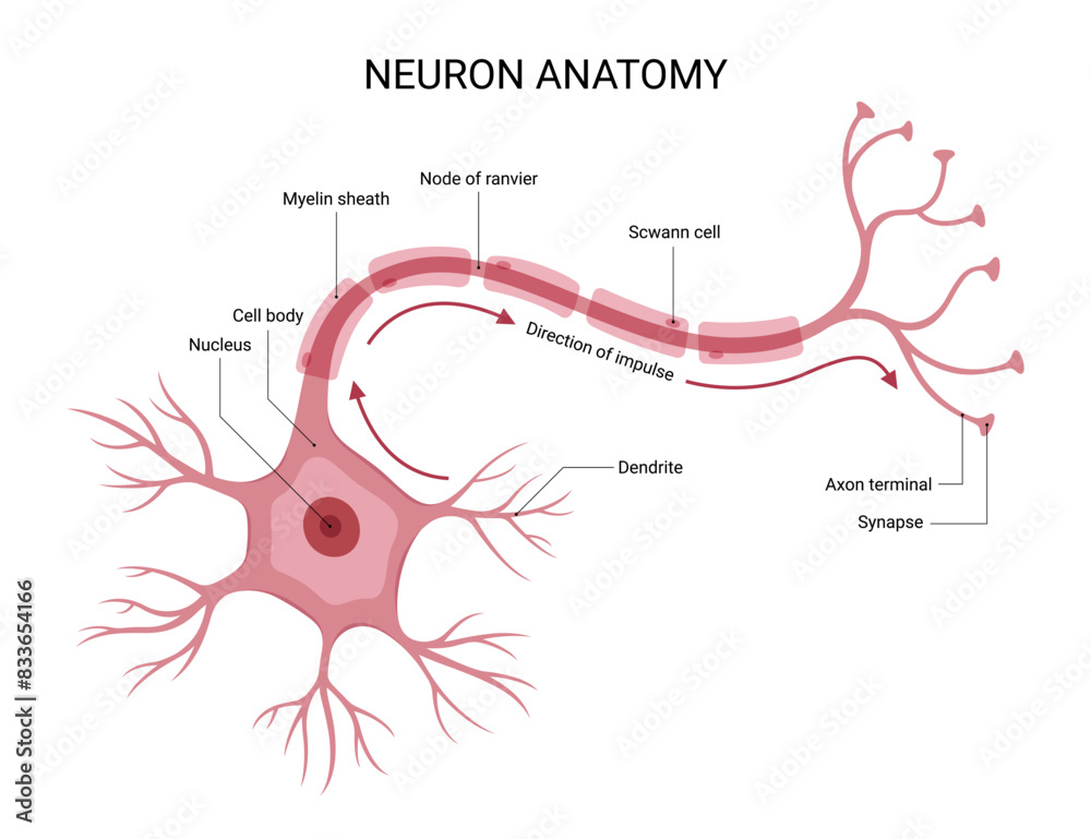 Diagram of neuron anatomy Stock Vector | Adobe Stock